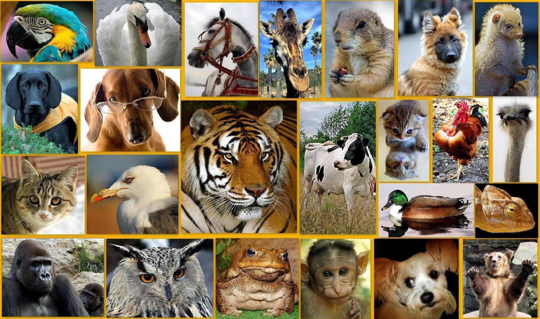 Всероссийский конкурс творческих работ  «В мире животных»